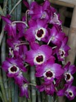 Dendrobium hyb 100308 (118)