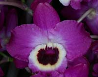 Dendrobium hyb 100308 (119)