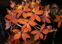 Epidendrum Ballerina 100308 (19)