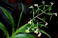 Epidendrum pseudepidendrum x paniculatum 100308 (12)