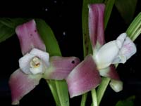 Lycaste hyb 090308 (151)