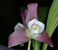 Lycaste hyb 090308 (152)