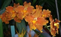 Odontoglossum hyb 100308 (69)