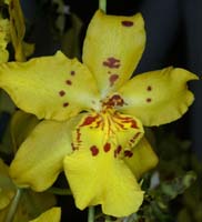 Odontoglossum hyb 100308 (74)