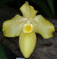 Paphiopedilum concolor x armeniacum 090308 (96)