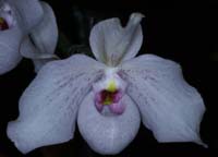 Paphiopedilum delenatii x jackii 100308 (156)