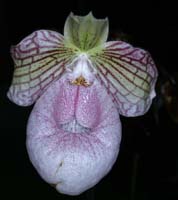 Paphiopedilum fanaticum 100308 (161)