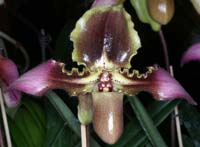 Paphiopedilum hirsutissimum x Bidborough 090308 (134)