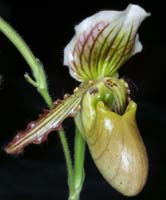 Paphiopedilum hyb 090308 (224)