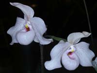 Paphiopedilum jackii x delenatii 090308 (93)