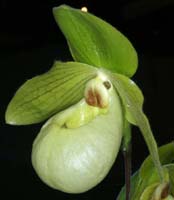 Paphiopedilum malipoense x primulinum 090308 (100)