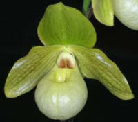 Paphiopedilum malipoense x primulinum 090308 (101)