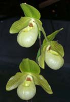 Paphiopedilum malipoense x primulinum 100308 (149)