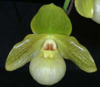 Paphiopedilum malipoense x primulinum 100308 (150)