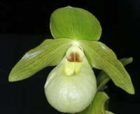 Paphiopedilum malipoense x primulinum 100308 (151)