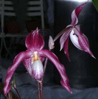 Paphiopedilum rothschildianum x vietnamense 090308 (227)