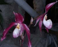 Paphiopedilum rotschildianum  x vietnamense 100308 (56)