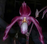 Paphiopedilum rotschildianum  x vietnamense 100308 (57)