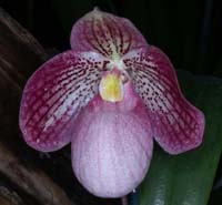 Paphiopedilum wenshanense x micranthum 090308 (104)