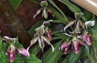 Paphiopedilum wolterianum x curtisii 090308 (350)