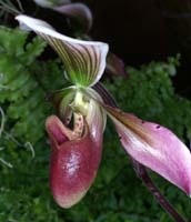 Paphiopedilum wolterianum x curtisii 090308 (352)