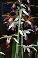 Phaius hyb 090308 (247)
