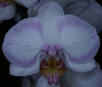 Phalaenopsis hyb 100308 (129)