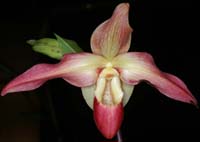 Phragmipedium Eric Young 100308 (10)