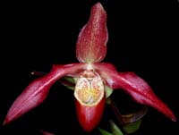 Phragmipedium Memoriae Dick Clement 100308 (8)