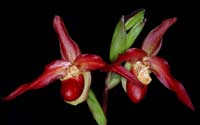 Phragmipedium Memoriae Dick Clement 100308 (9)
