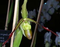 Phragmipedium sorcerer's Apprentice 100308 (11)
