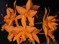 Potinara hyb 100308 (68)