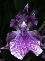 Zygopetalum Roquebrune La Baune 100308 (14)