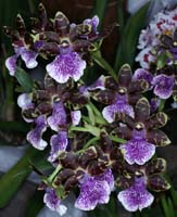 Zygopetalum hyb 100308 (145)