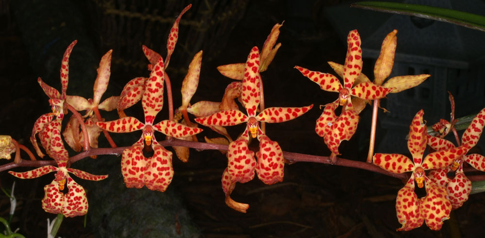 http://www.orchid-nord.com/r_page/Renanthera_matutina/Renanthera-matutina2.jpg