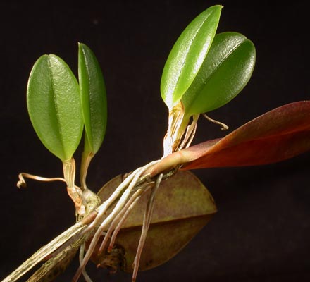 Keiki de Restrepia citrina