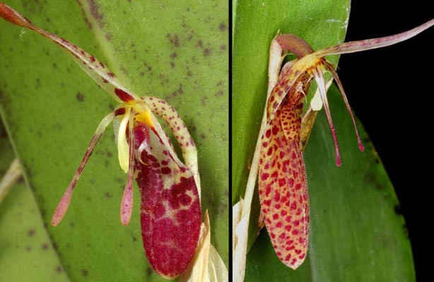 Restrepia muscifera  & tabeae