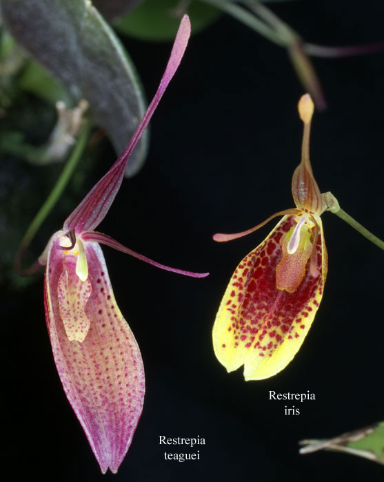 Restrepia teaguei & iris