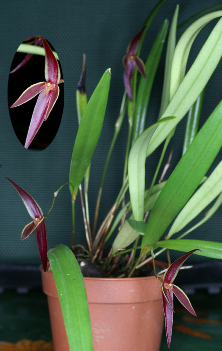 http://www.orchid-nord.com/Acronia/Acronia_allenii/Acronia-allenii2.jpg