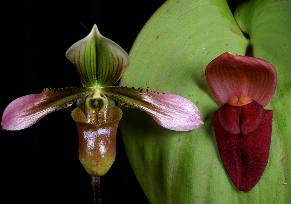 Paphiopedilum appletonianum &  Acronia gargantua