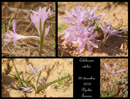Flore de Djerba