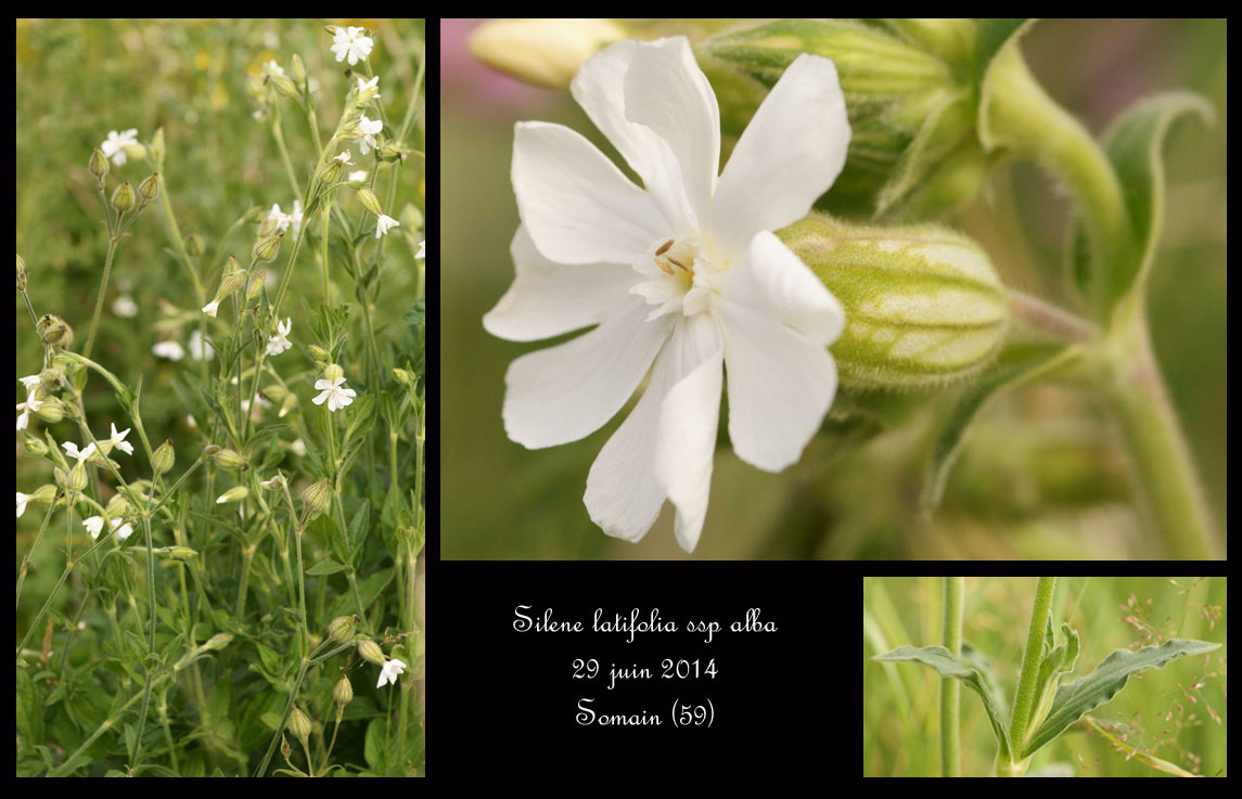 FLOREALPES : Silene acaulis subsp. bryoides / Silène fausse Mousse /  Caryophyllaceae / Fiche détaillée Fleurs des Hautes-Alpes