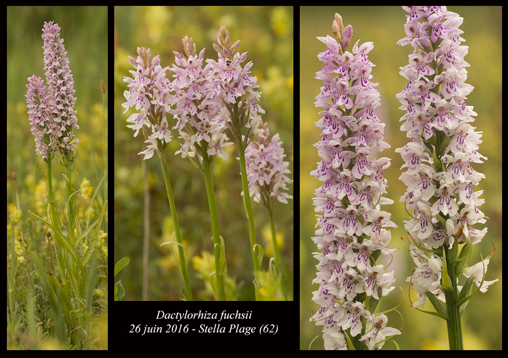 Dactylorhiza fuchsii (all from Mt. Javor, SW Serbia, 15.06.2013