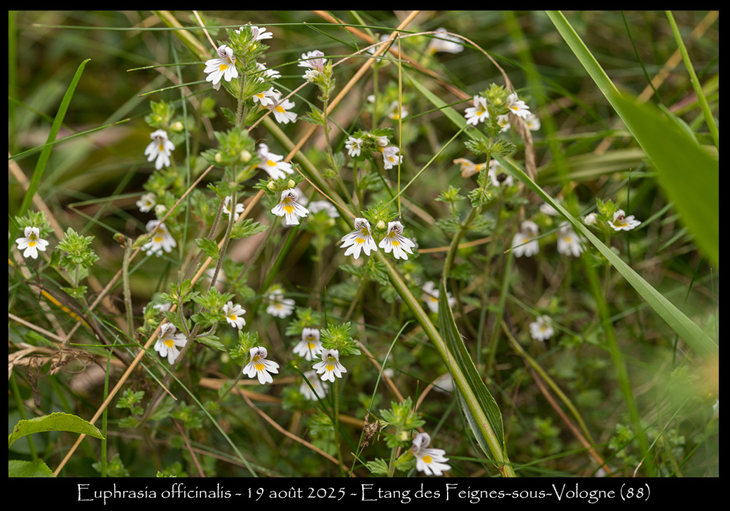 Graines D'Euphraise Officinale (Euphrasia Officinalis) - 200 Graines - Plante Médicinale - Saflax