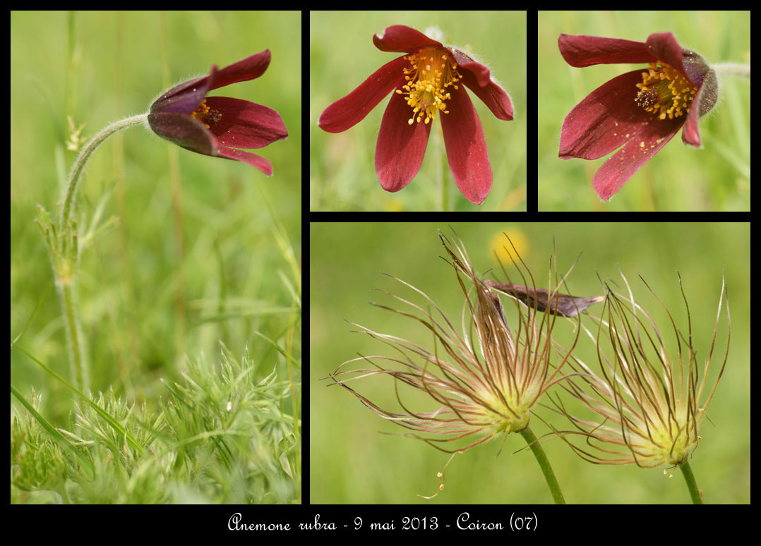 Anemone rubra