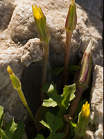 Asteraceae