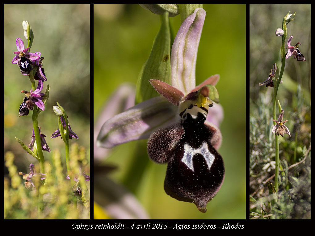 Details about   Ophrys Reinholdii tuber  DISCOUNT 50% 