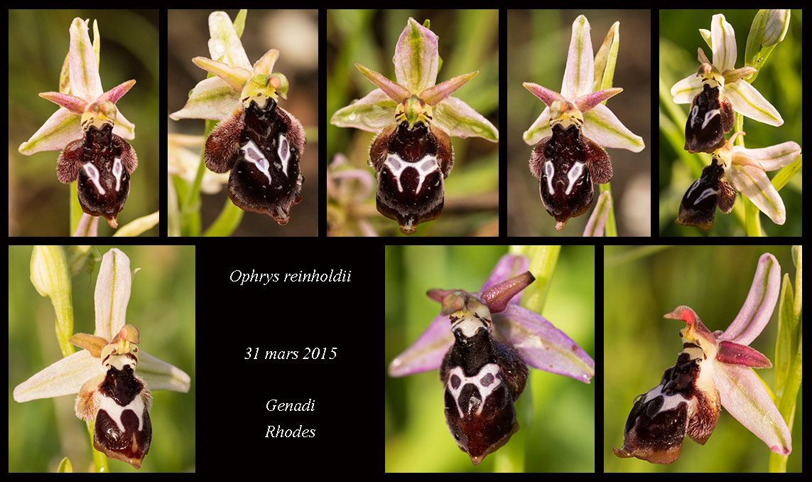 Details about   Ophrys Reinholdii tuber  DISCOUNT 50% 