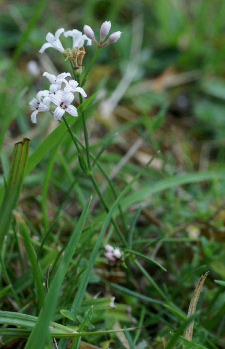 Asperula cynanchica