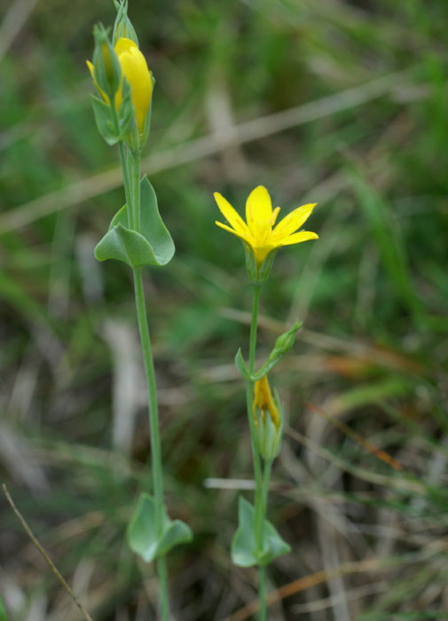 Blackstonia perfoliata